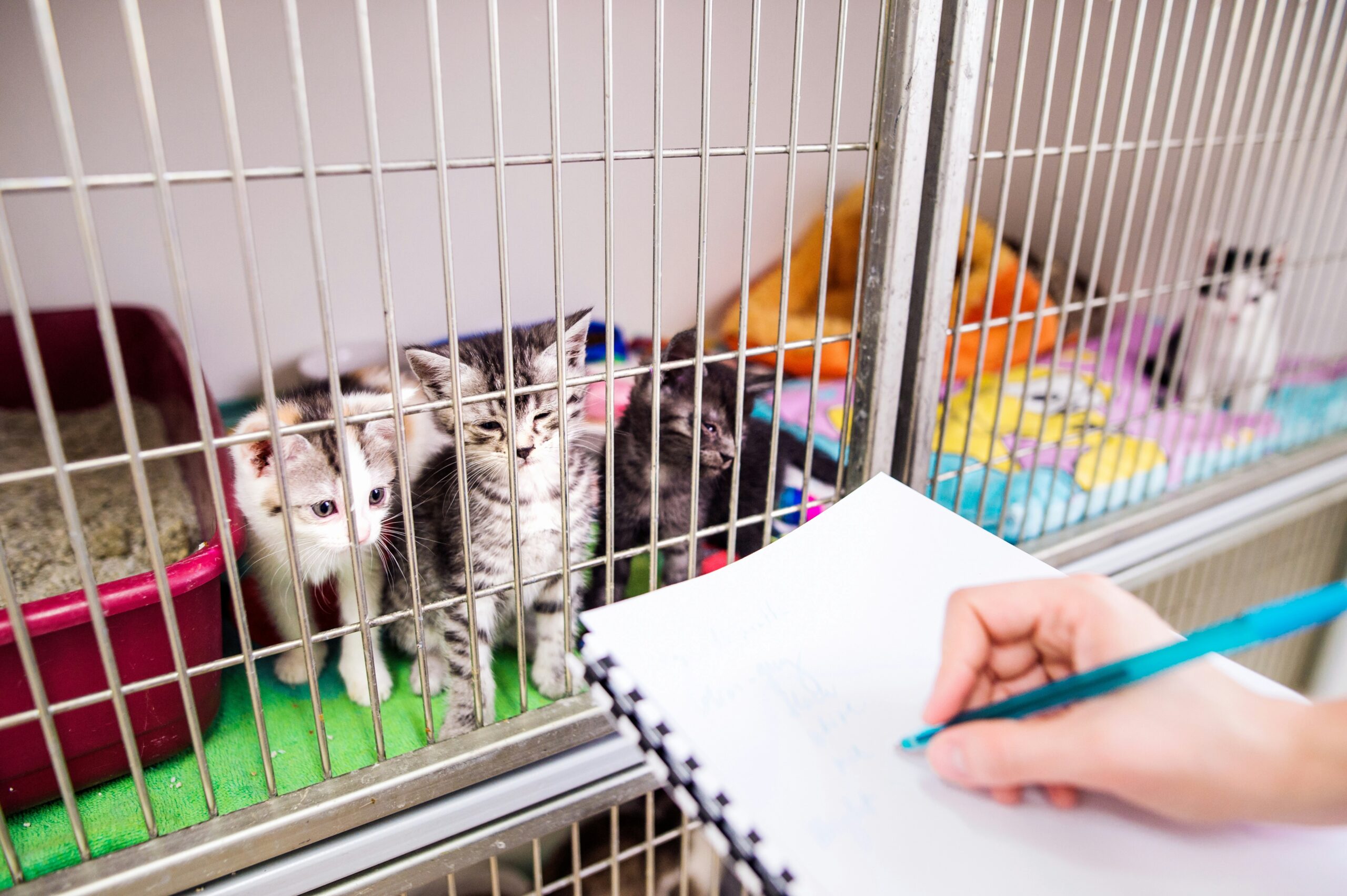Volunteering at Animal Shelters: Making a Difference One Pet at a Time